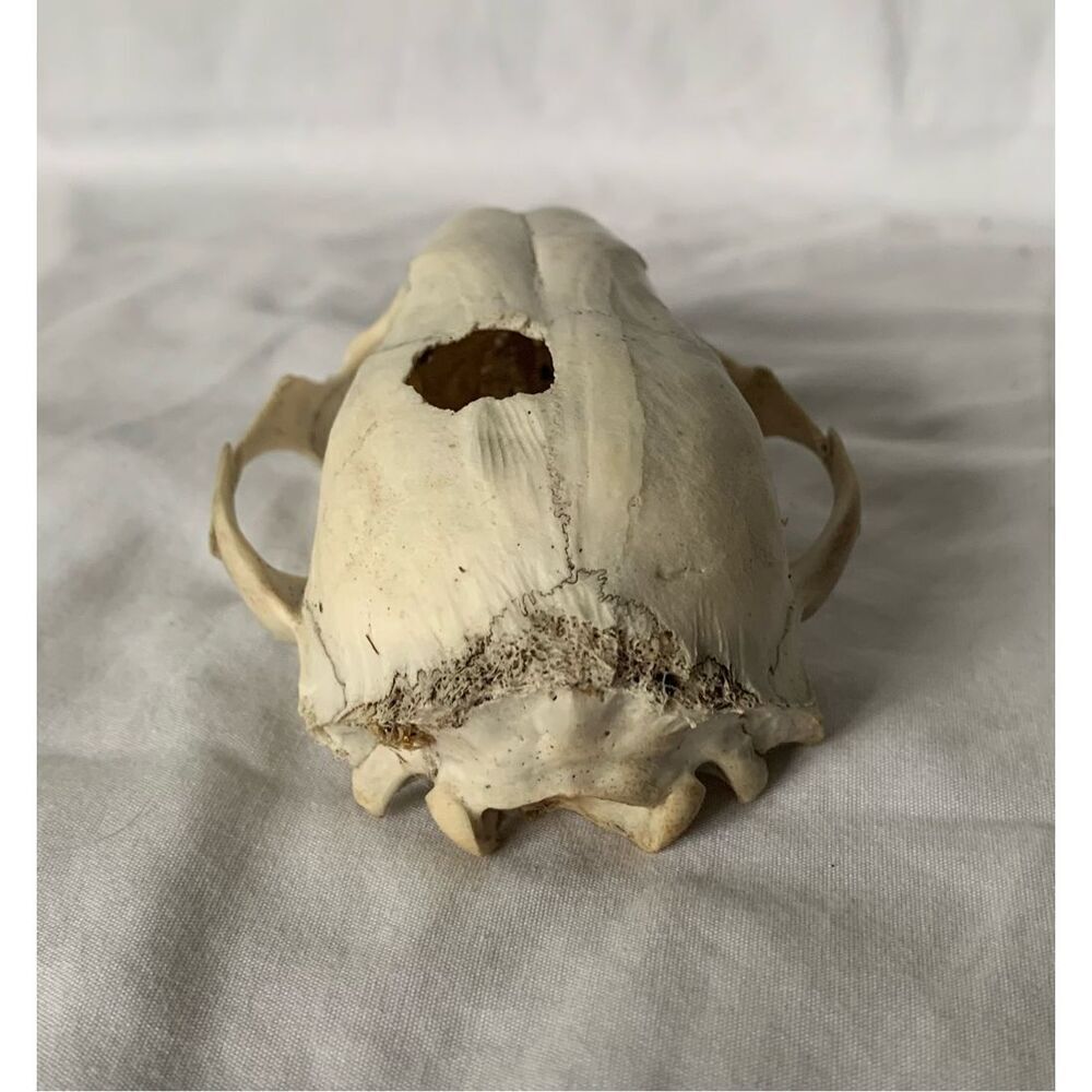 Real RACCOON Skull Taxidermy Skeleton Bones Weathered Cottage Core Goth - Picture 3 of 7
